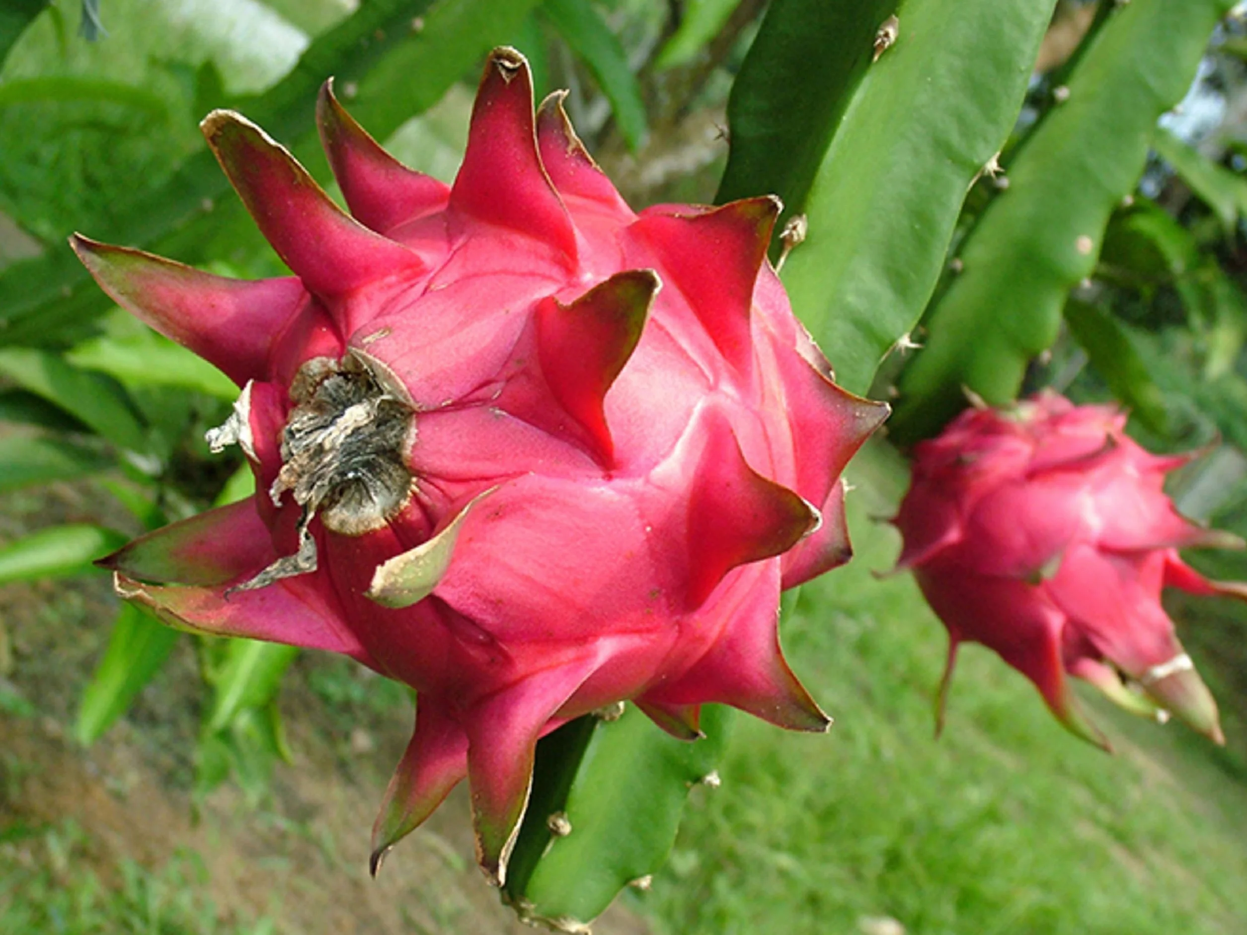 60 Graines de Fruit du Dragon Pitaya - Cactus Jardin Semences Paysannes - SemiSauvage