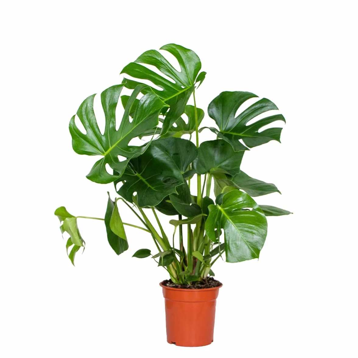 Monstera Deliciosa Plante d’intérieur Dépolluante Hauteur 70-80 cm Pot 21 cm