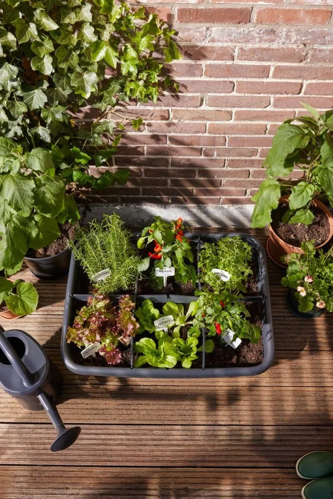 Elho Green Basics Grow Garden I Plateau de Semis Jardinière d'Herbes Plastique Recyclé 76.3 x 57.4 x 26.8 cm Noir