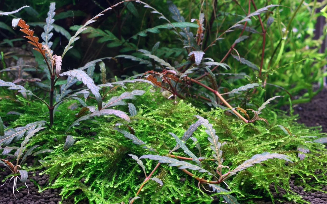 Hygrophila pinnatifida in vitro Tropica