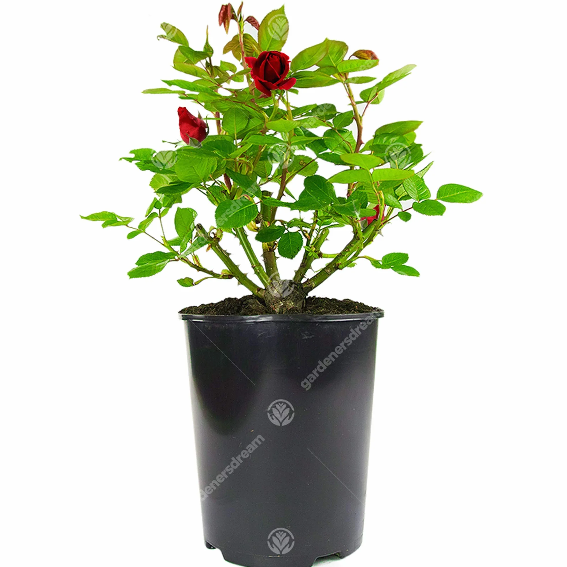 Rosier Rouge en pot | Rosiers de jardin haut de gamme fleurs colorées été