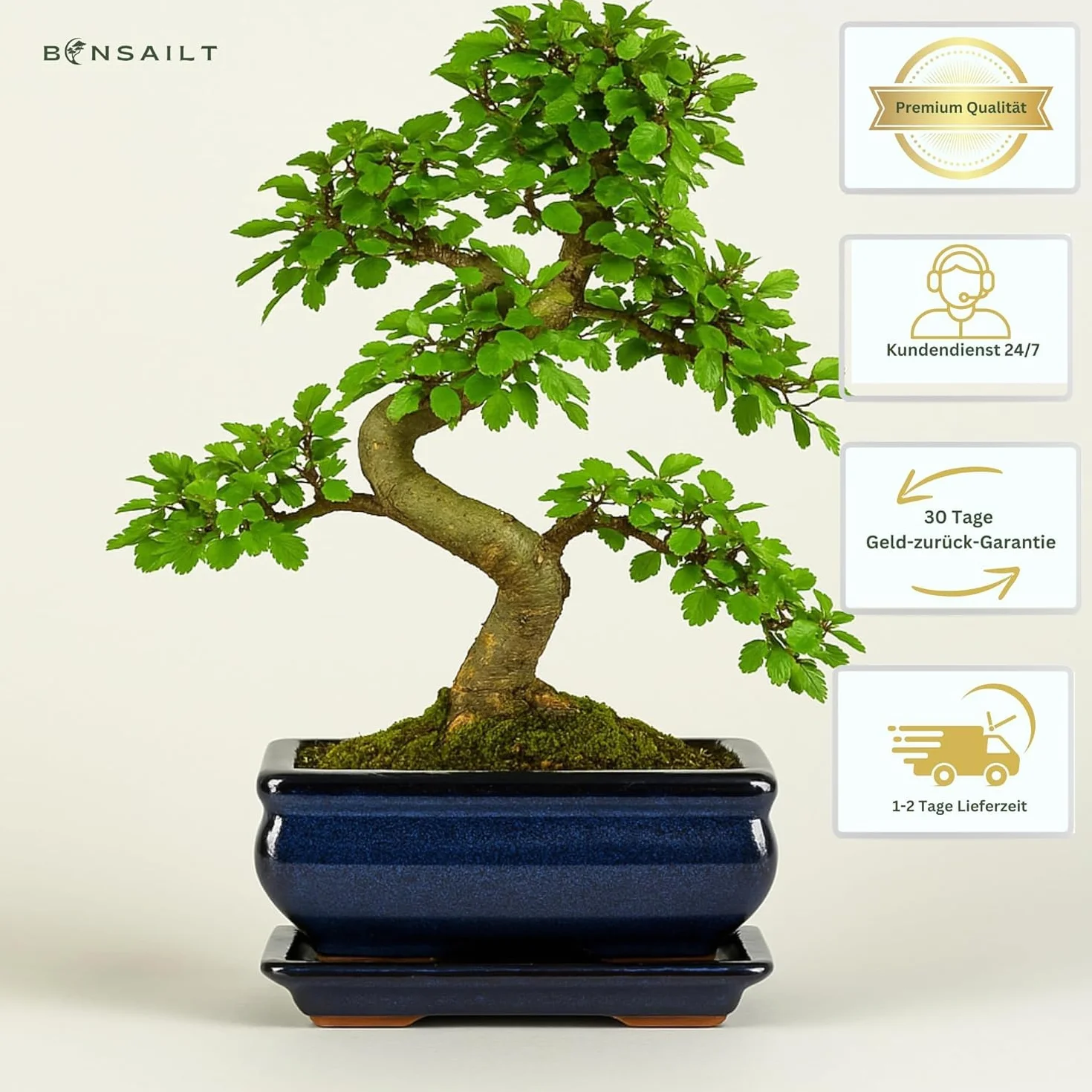 Ulmus parvifolia Bonsaï – Orme chinois 8-10 ans – Pot 20 cm – Bonsaï d'intérieur avec soucoupe