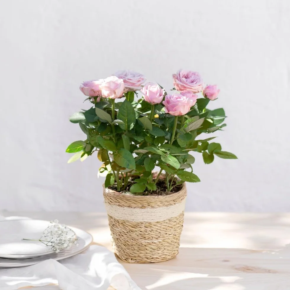 Rosier Rose Avec Cache Pot Plante d'Intérieur Exterieur Cadeau Fête des Mères