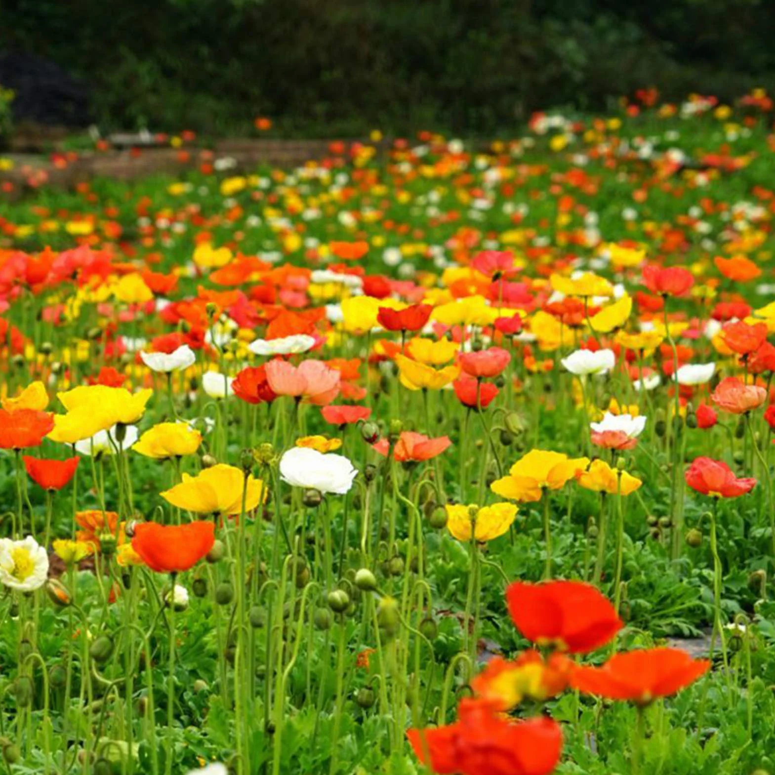 Graines De Papaver Rhoeas, 500 Pièces, Annuelles, Bonne Récolte, Graines De Fleurs De Jardin