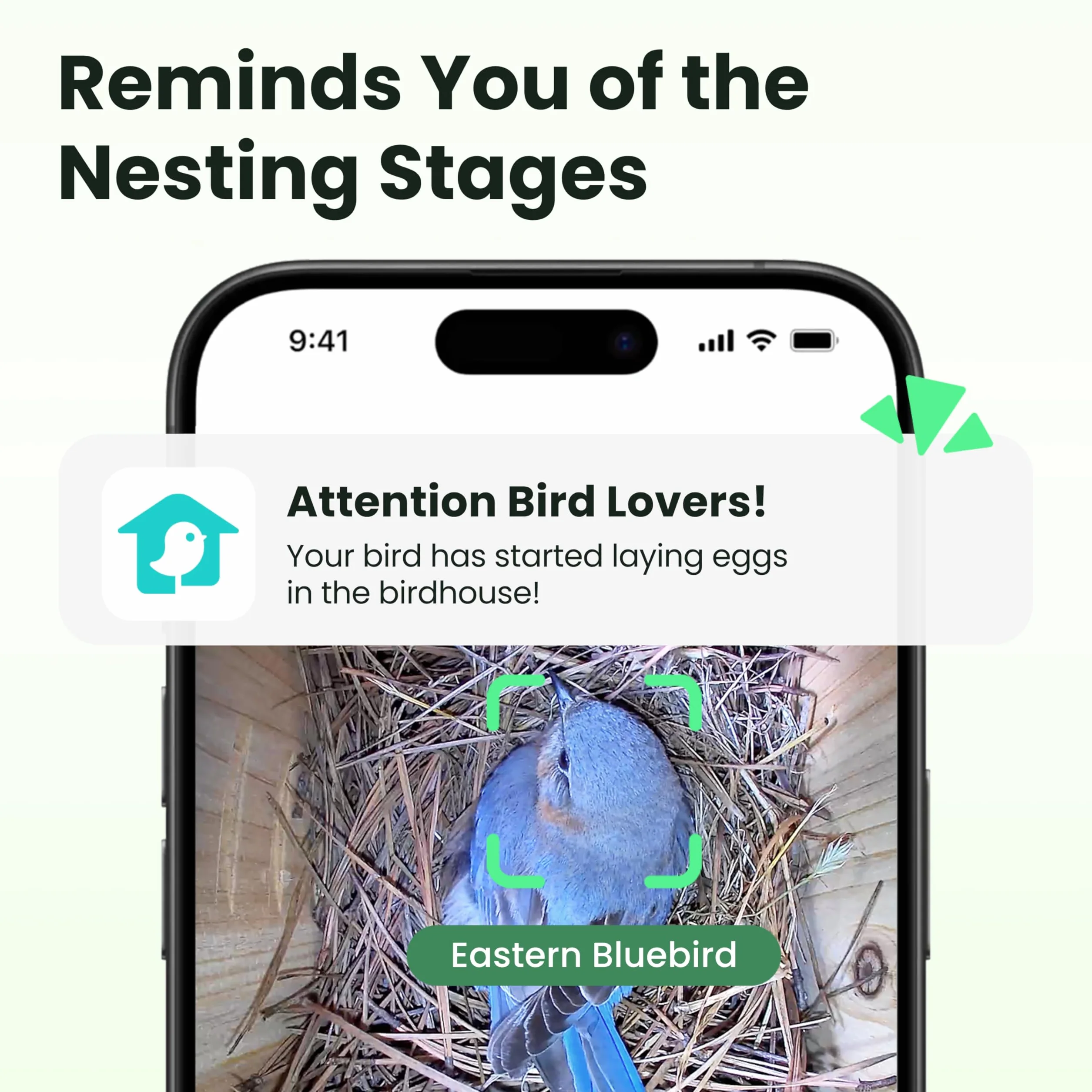 Birdfy Nichoir à oiseaux avec caméra 2 mégapixels, observation en temps réel