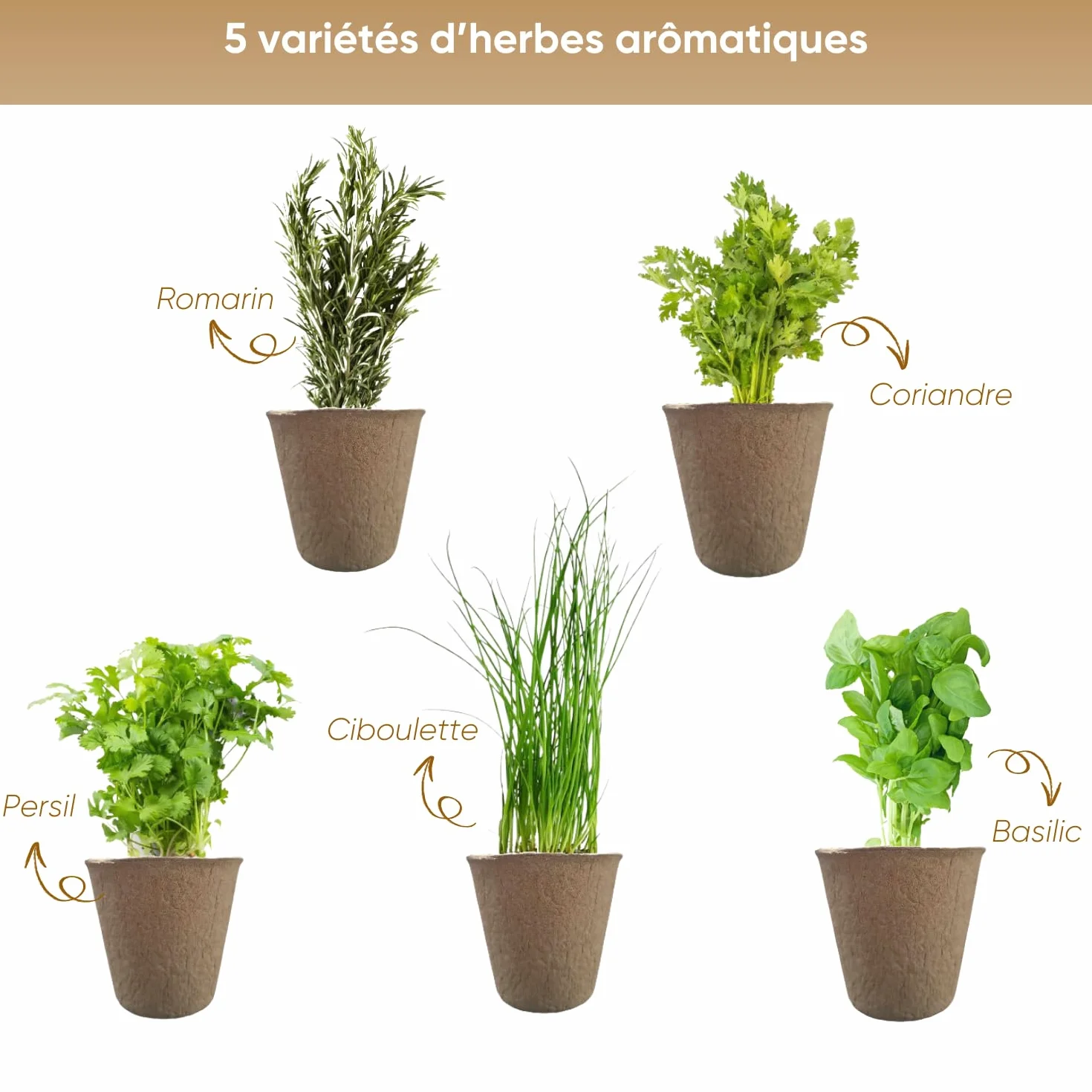 NOPALIA® Kit Herbes Aromatiques Bio Prêt à Pousser 5 Variétés Pots Biodégradables Cadeau Cuisine