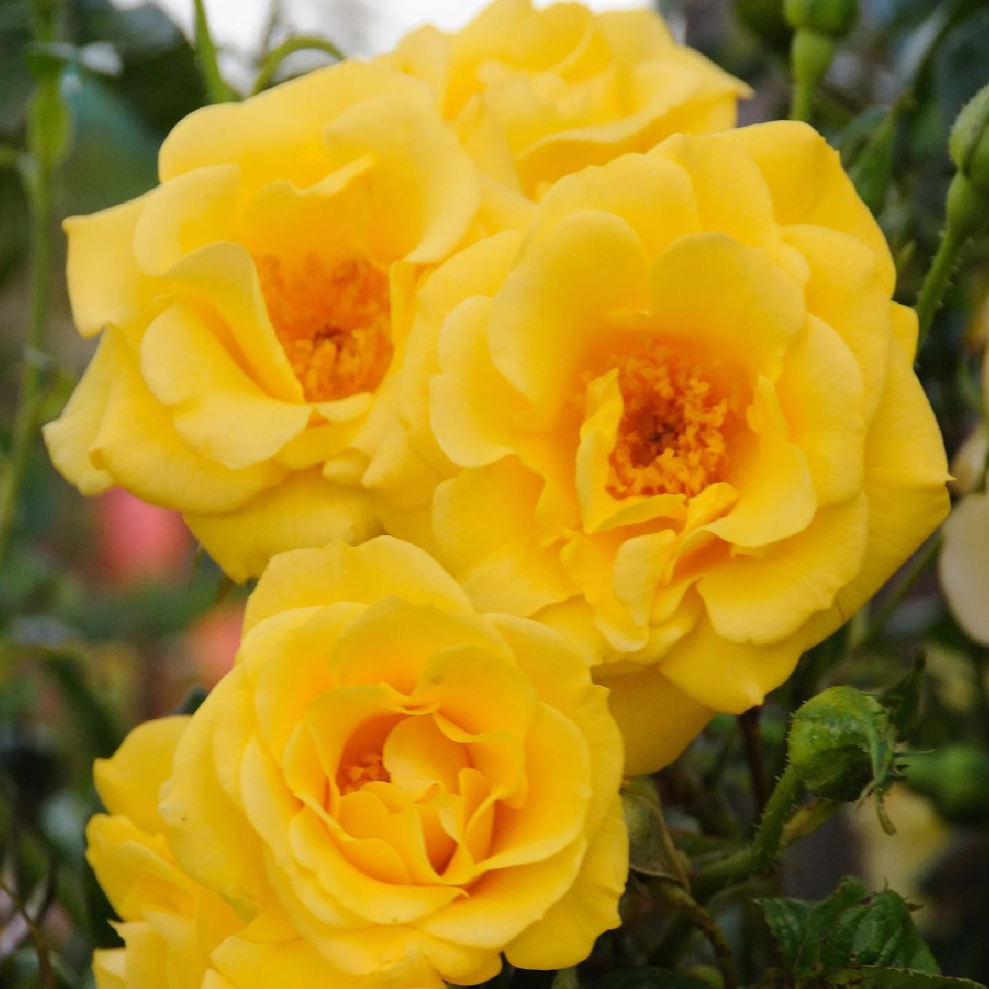 GreenboutiQ Rosier grimpant Rosa Spring Queen 2 plantes Pot 11cm Hauteur 40cm