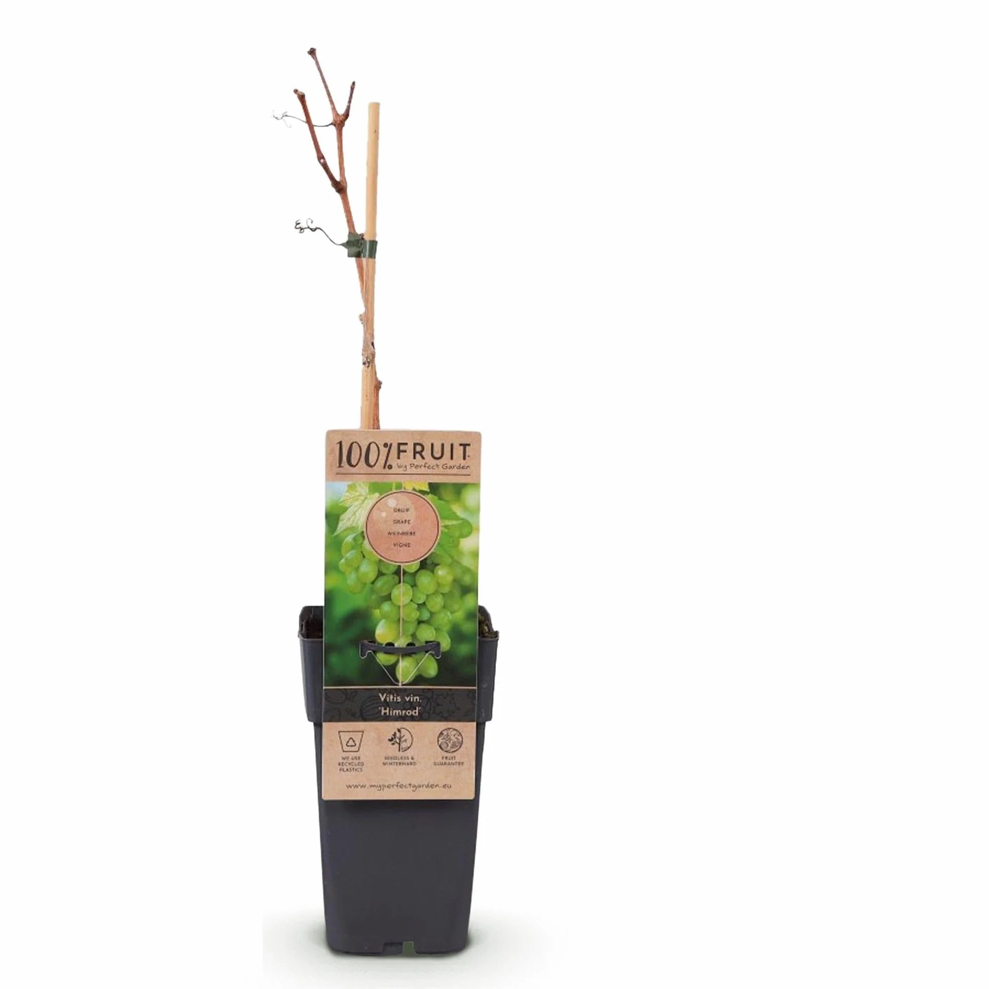 Vitis vinifera Himrod Plant de Raisin Sans Graines Blanc 2 Plantes Pot 15cm Hauteur 50cm