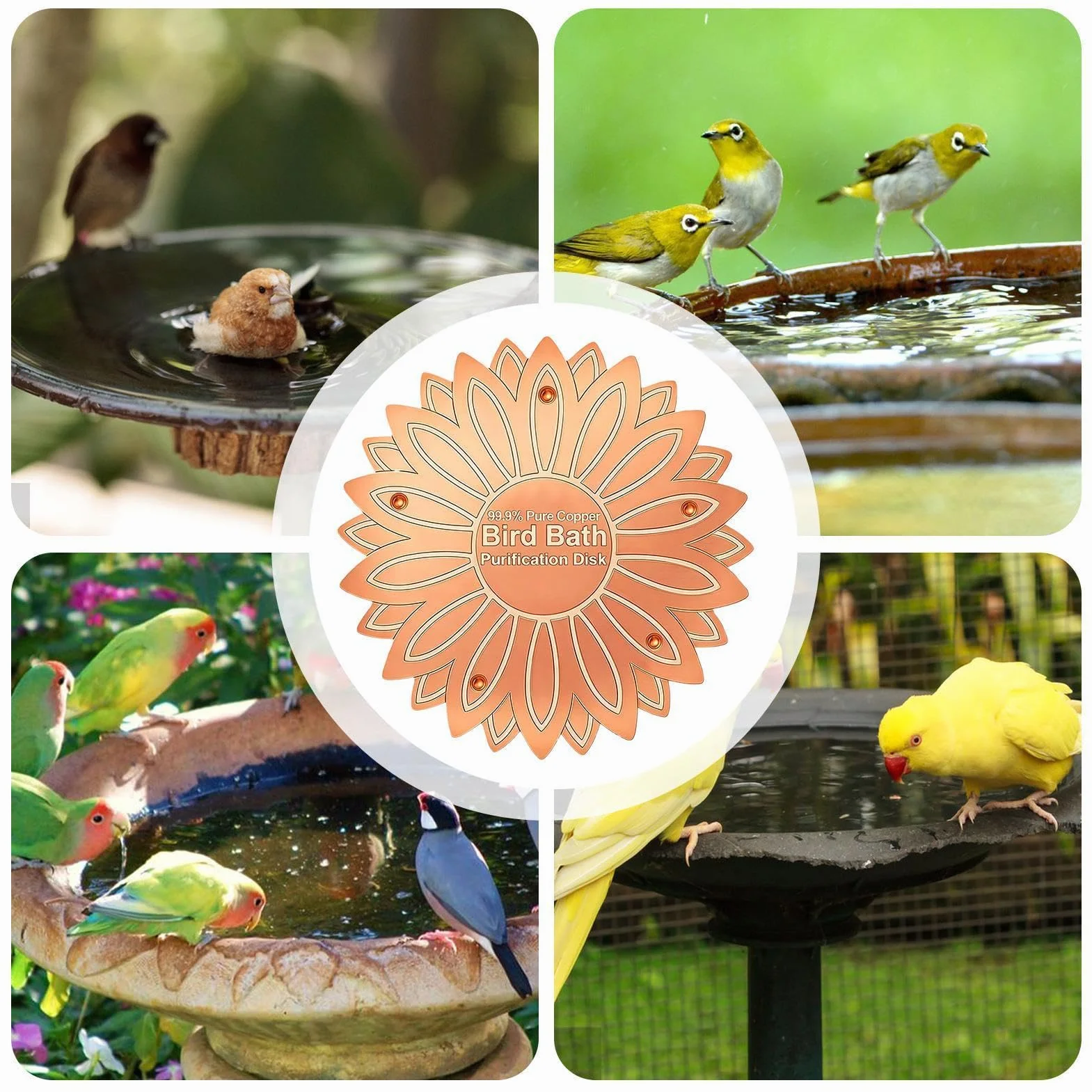 Disque cuivre bain oiseaux fleurs prévention algues jardin
