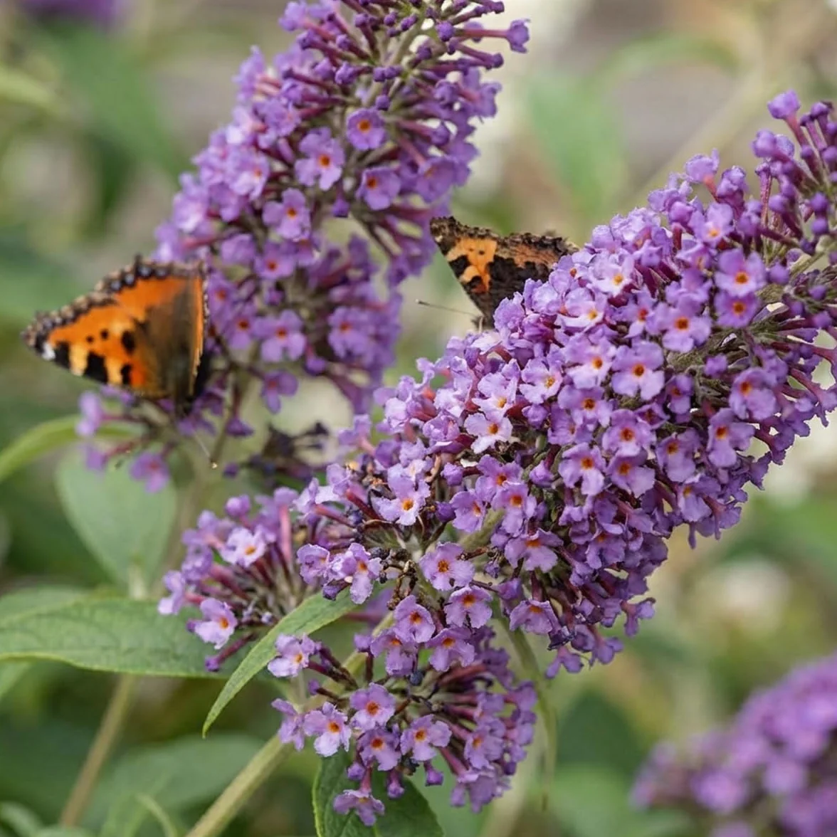 Bloomique Buddleja Davidii Tricolor Lot de 2 Arbre aux papillons Plante de Jardin Rustique Hauteur 30-40 cm Pot 17 cm