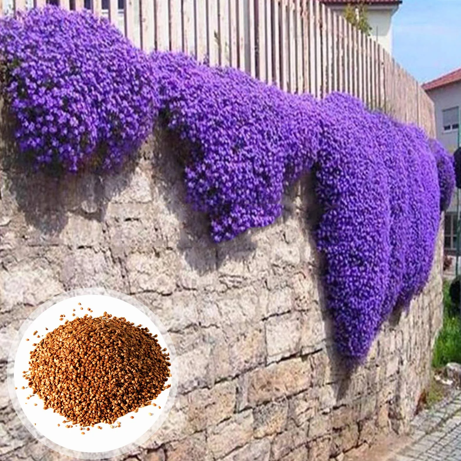 Graines d'Aubrieta Violet Sac de Graines Résistantes au Froid Faciles à Planter pour Jardin Extérieur