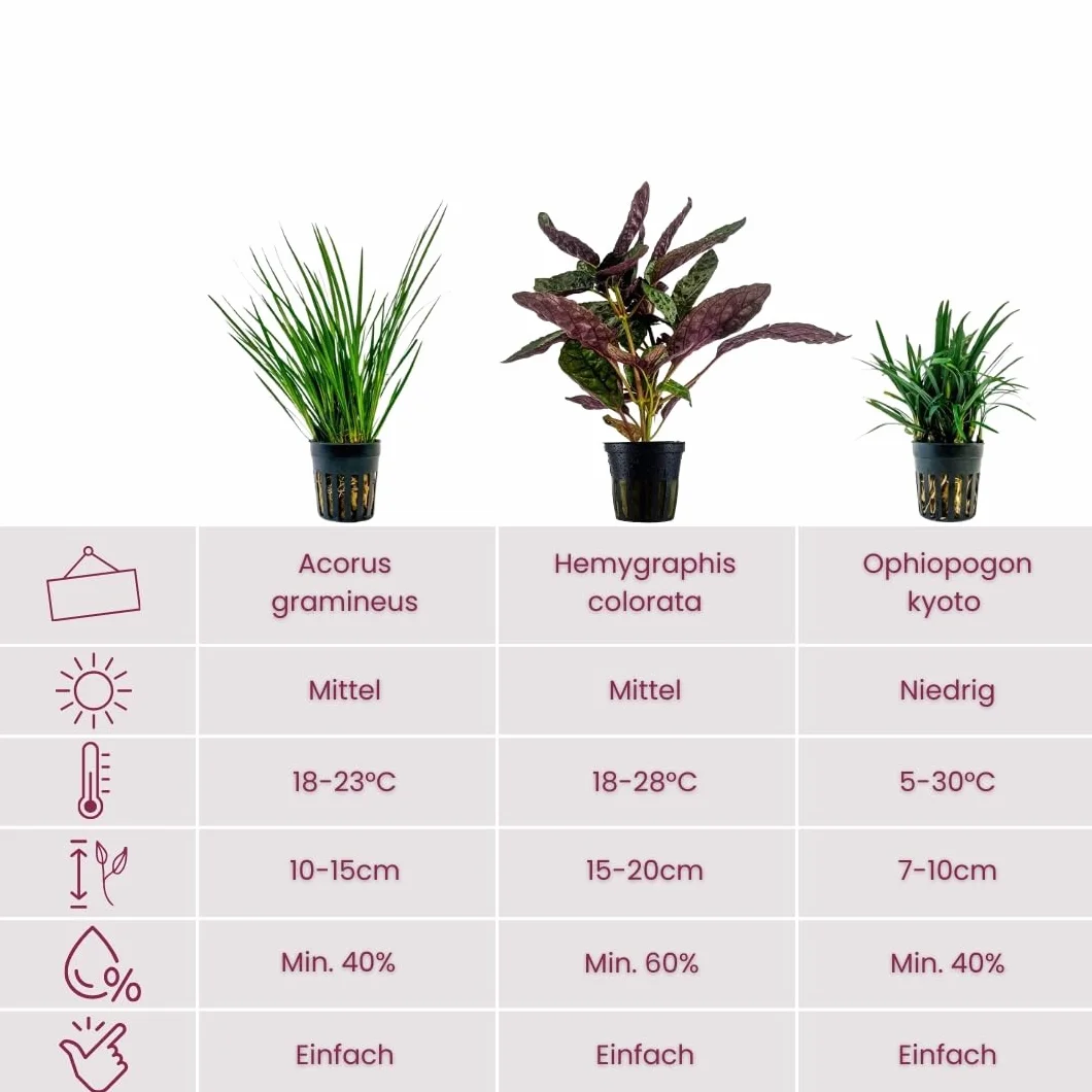 Acorus gramineus Hemygraphis Exotica Ophiopogon Kyoto AquaOne Lot de 3 plantes de terrarium vivantes paludarium forêt tropicale