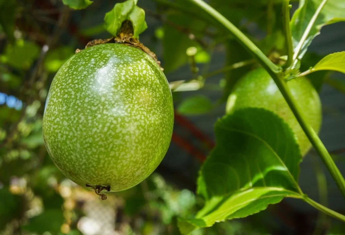 Fruit de la Passion Passiflora Edulis - 25 Graines Plante Grimpante Comestible