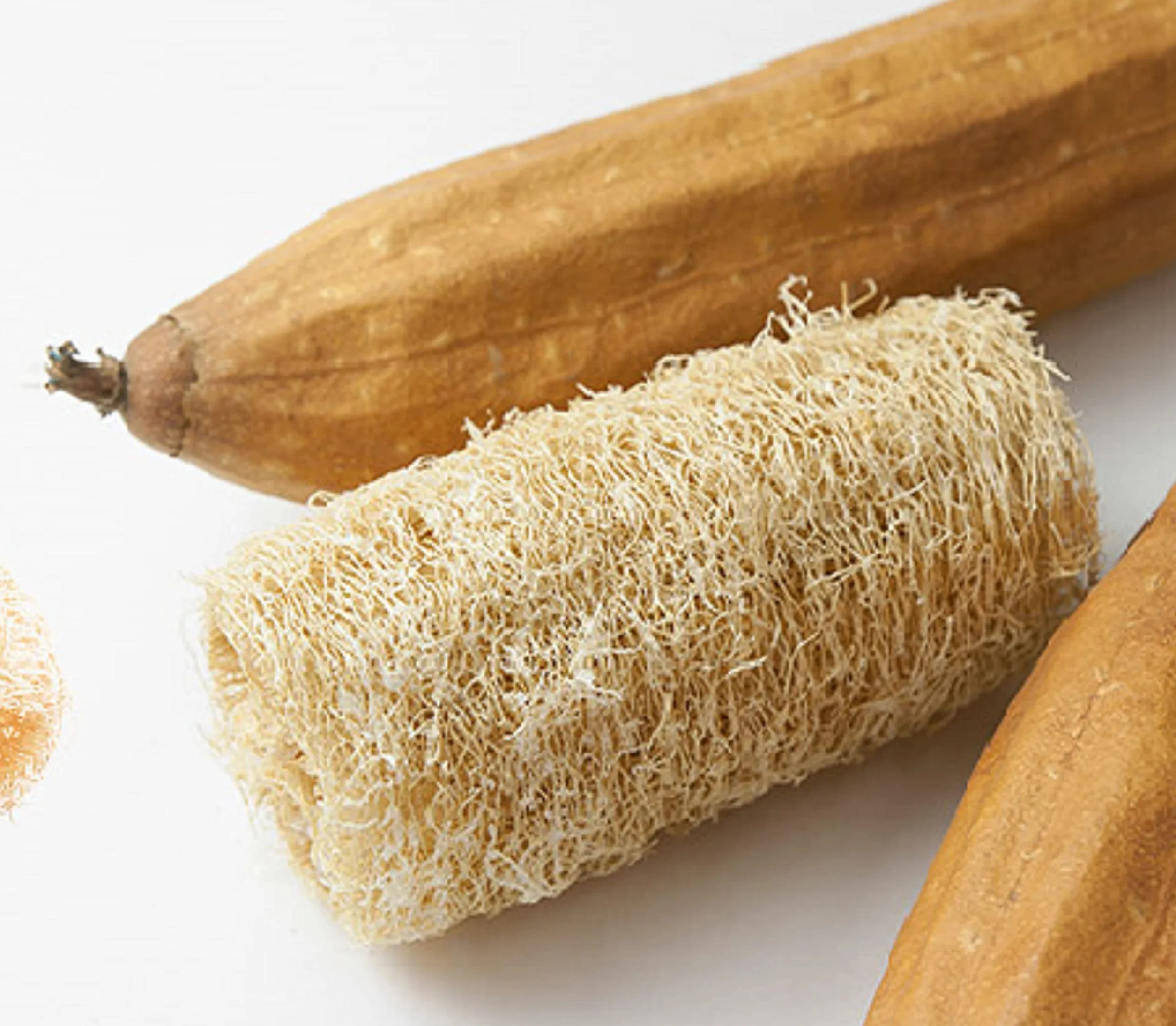 Graines de Courge éponge Luffa - éponge naturelle - semences paysannes