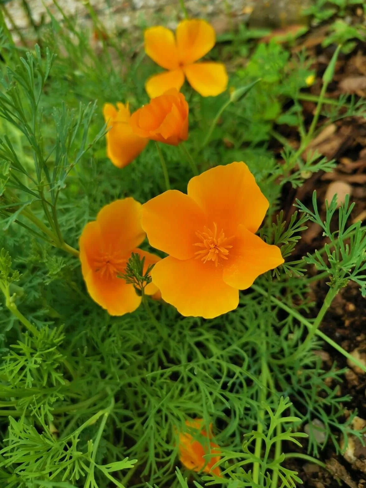 Eschscholzia californica 1000 graines de pavot de Californie Prairie fleurie Pâturage apicole