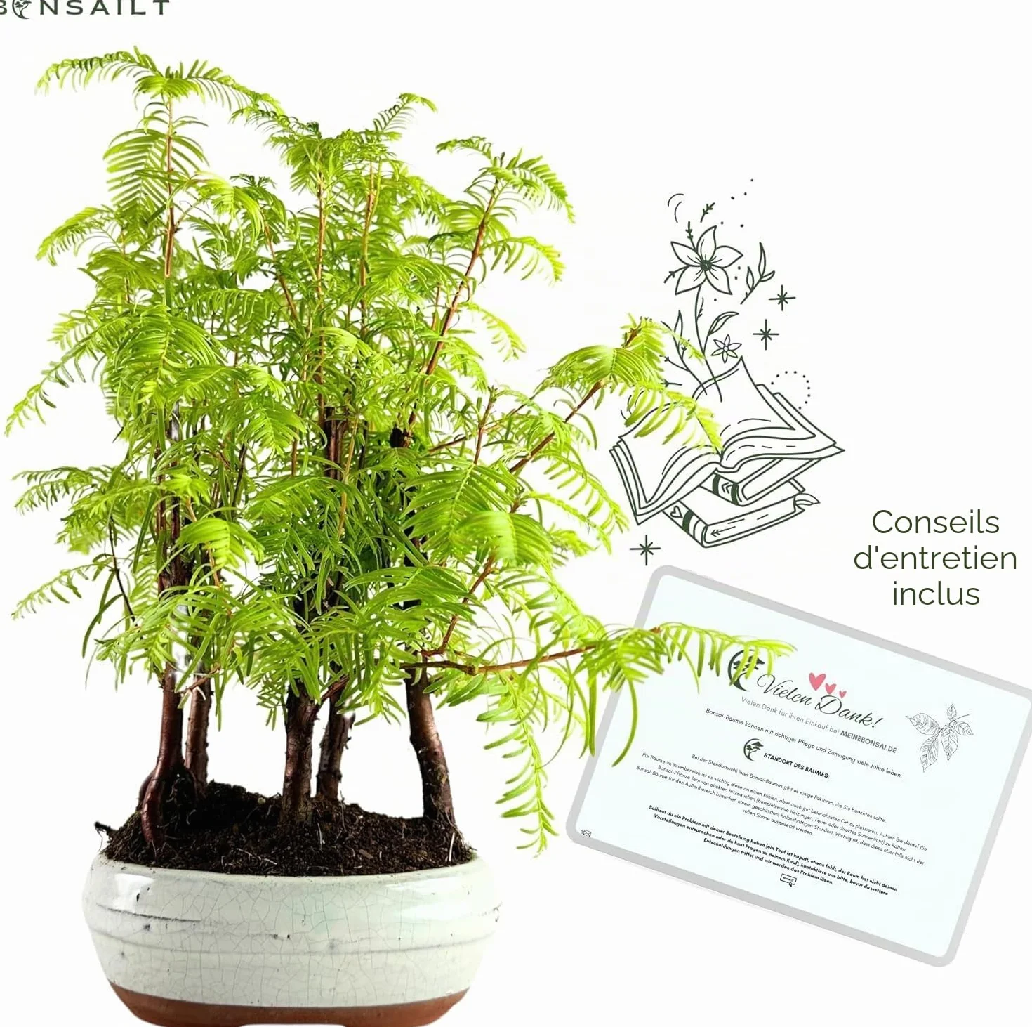 Bonsaï Metasequoia Arbre avec pot en céramique Forêt Plein Air (P16)
