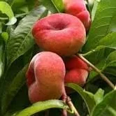 POISCO TABACCHIERA PLAT variété de greffage antique arbre fruitier 2 ans pot 22