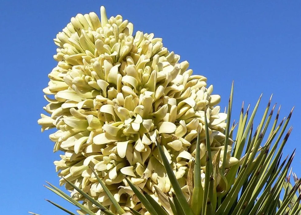 SAFLAX Yucca brevifolia Arbre de Josué 10 graines