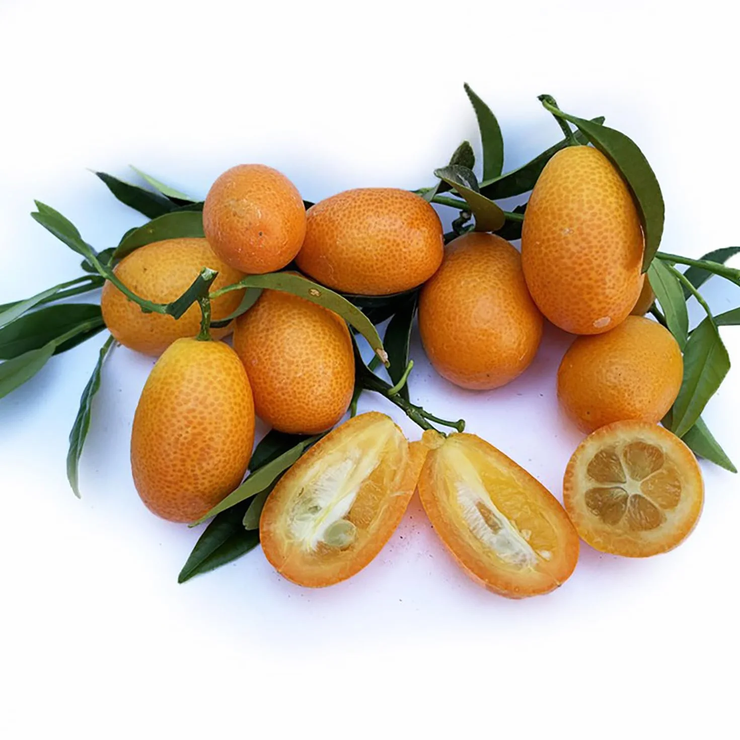 Kumquat Plante en Pot de 20 cm Hauteur 70 cm 2-3 Ans de Greffage Fabriqué en Italie