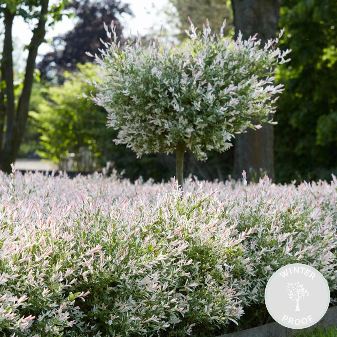 Saule panaché Salix integra 'Flamingo' Hauteur 60-80 cm Pot 17 cm