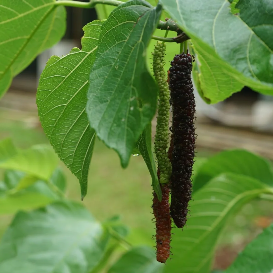 Mûrier noir du Pakistan Arbres fruitiers 150~170 cm 2 ans Pot 20 cm