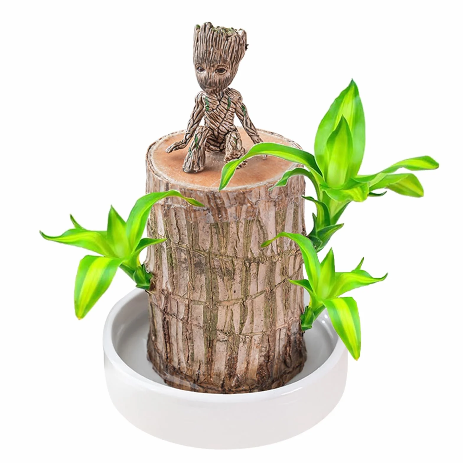 Bambou porte-bonheur brésilien Lot de plantes avec pot ornements Hydroponique Décoration bureau