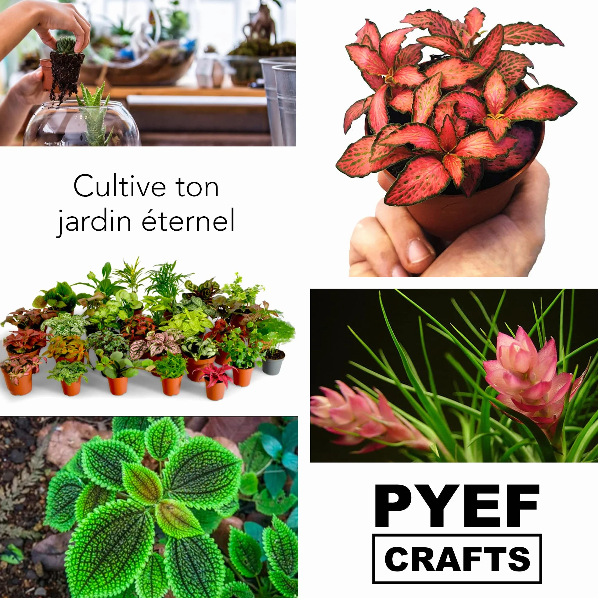 Kit Terrarium Plante DIY Prêt-à-Pousser Jardin en Bouteille XL