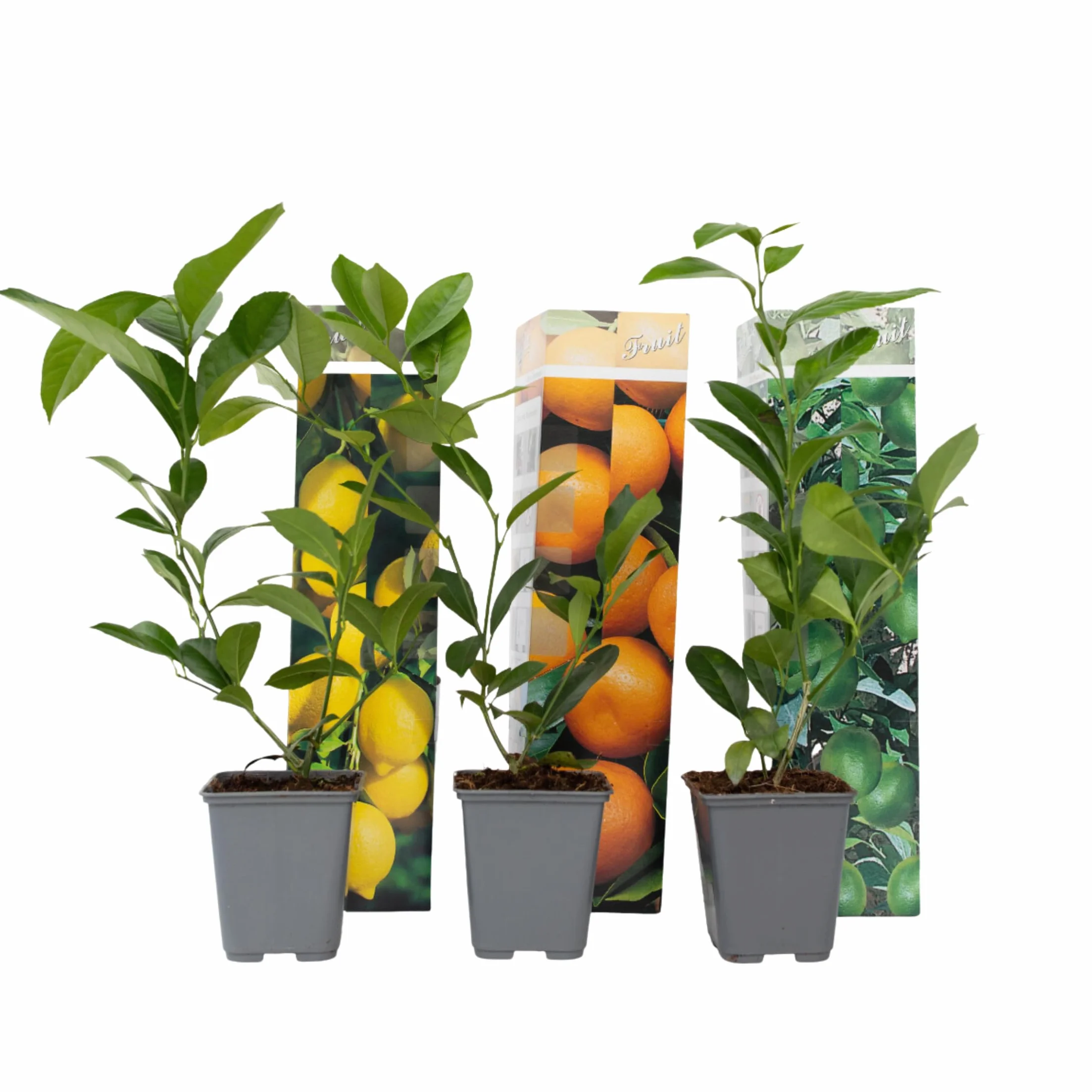 Plant in a Box Citrus Mélange 3 Citronnier Oranger Limetier Set Pot 9cm Hauteur 25-40cm