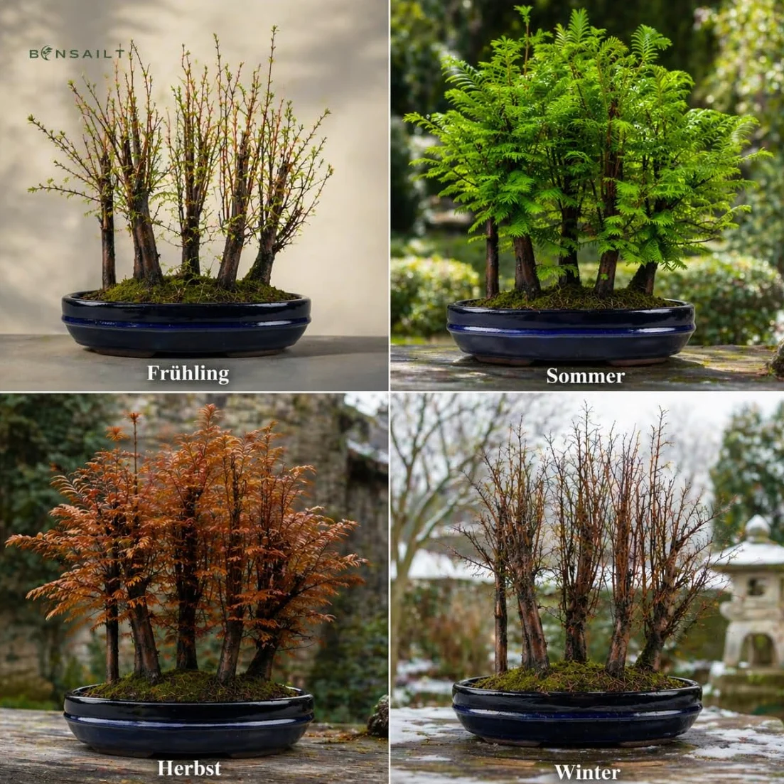 Forêt Métaséquoia Bonsaï 29 cm Arbre préhistorique vivant d'intérieur/extérieur Plante décorative