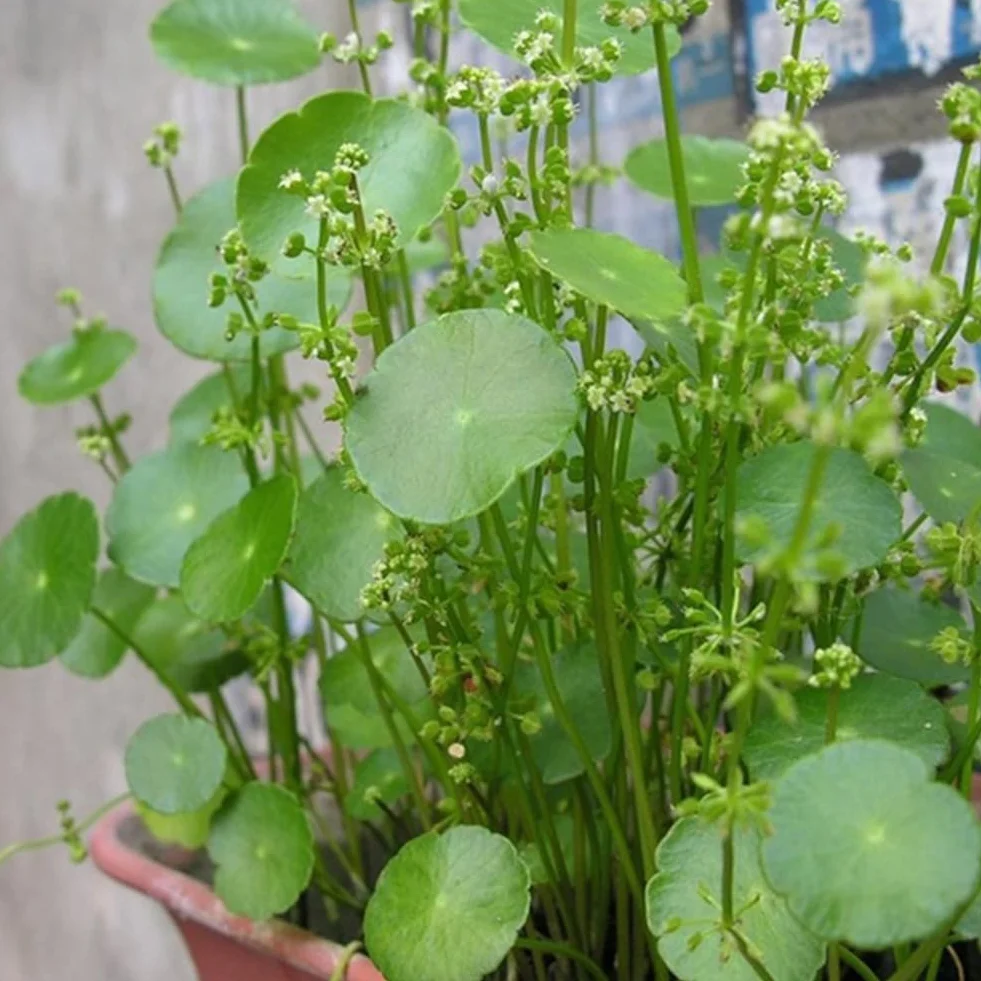 Dichondra Pistia graines, 50pcs graines de réservoir d'aquarium piscine étang jardin