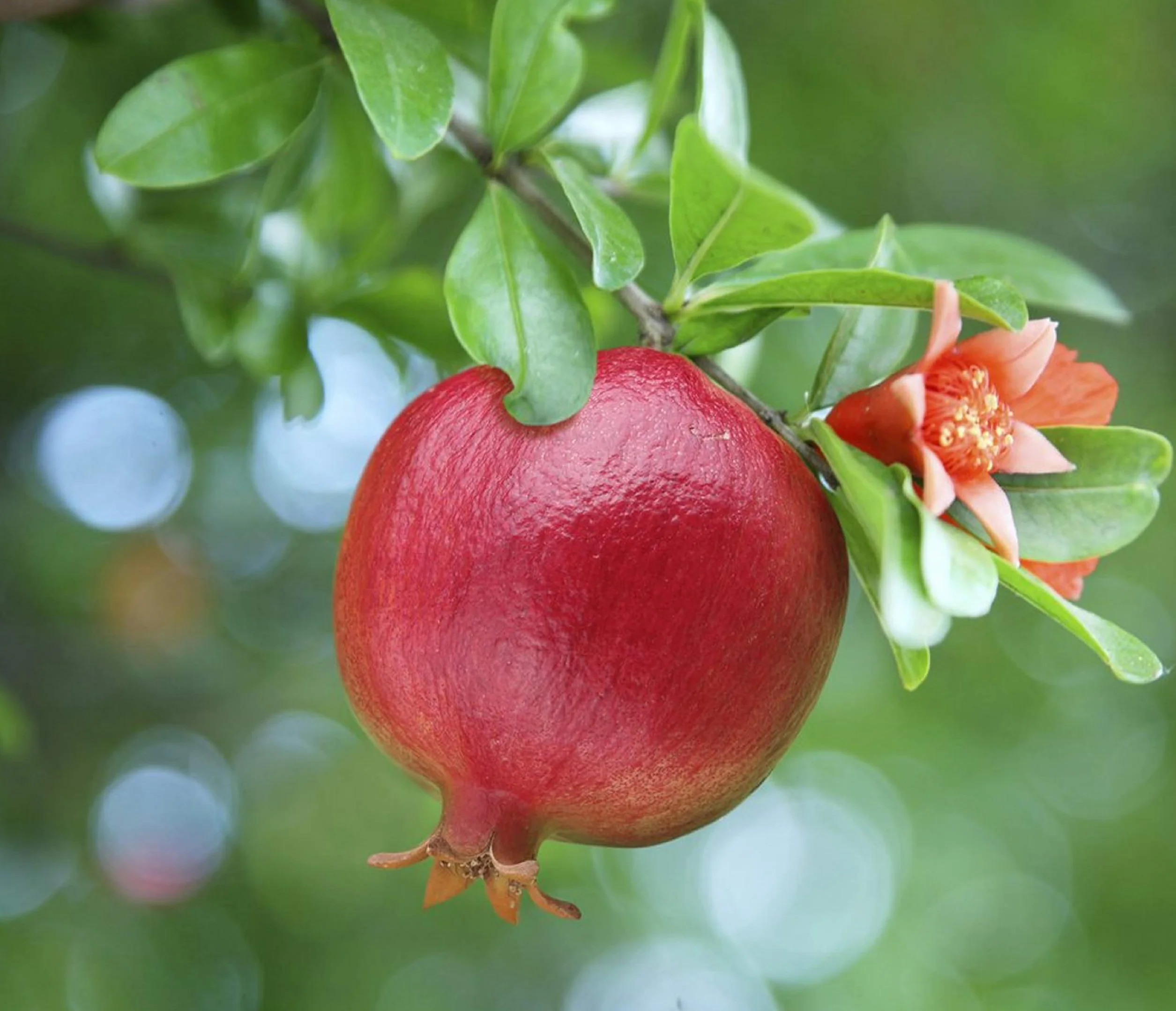 Graines de Grenadier - Semences Reproductibles - Jardins Fleurs Fruits