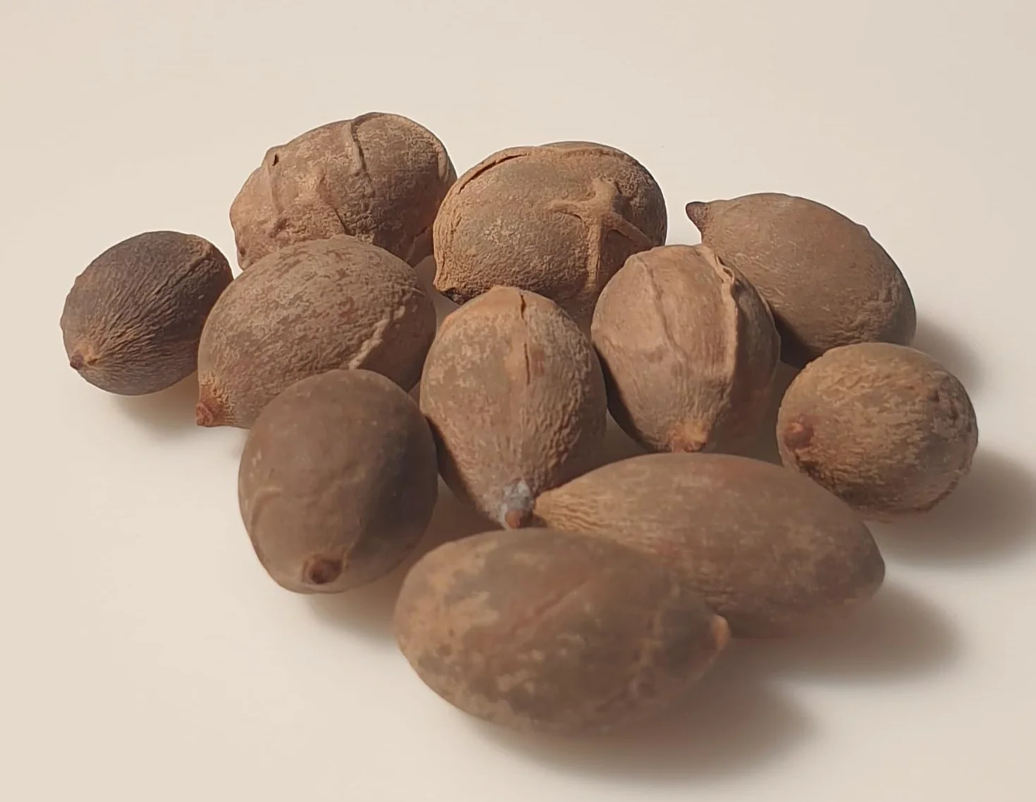 PALMIER BOUTEILLE Hyophorbe Lagenicaulis 10 graines à semer - Le Grenier d'Abondance