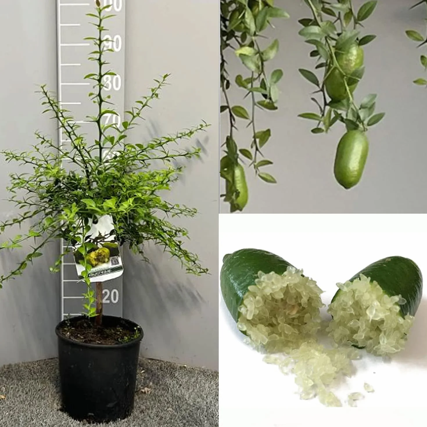 SAVINI VIVAI Citronnier Caviar Vert Faustrime Agrume Tilleul 20 cm Hauteur 50-70 cm 2 Ans de Greffe