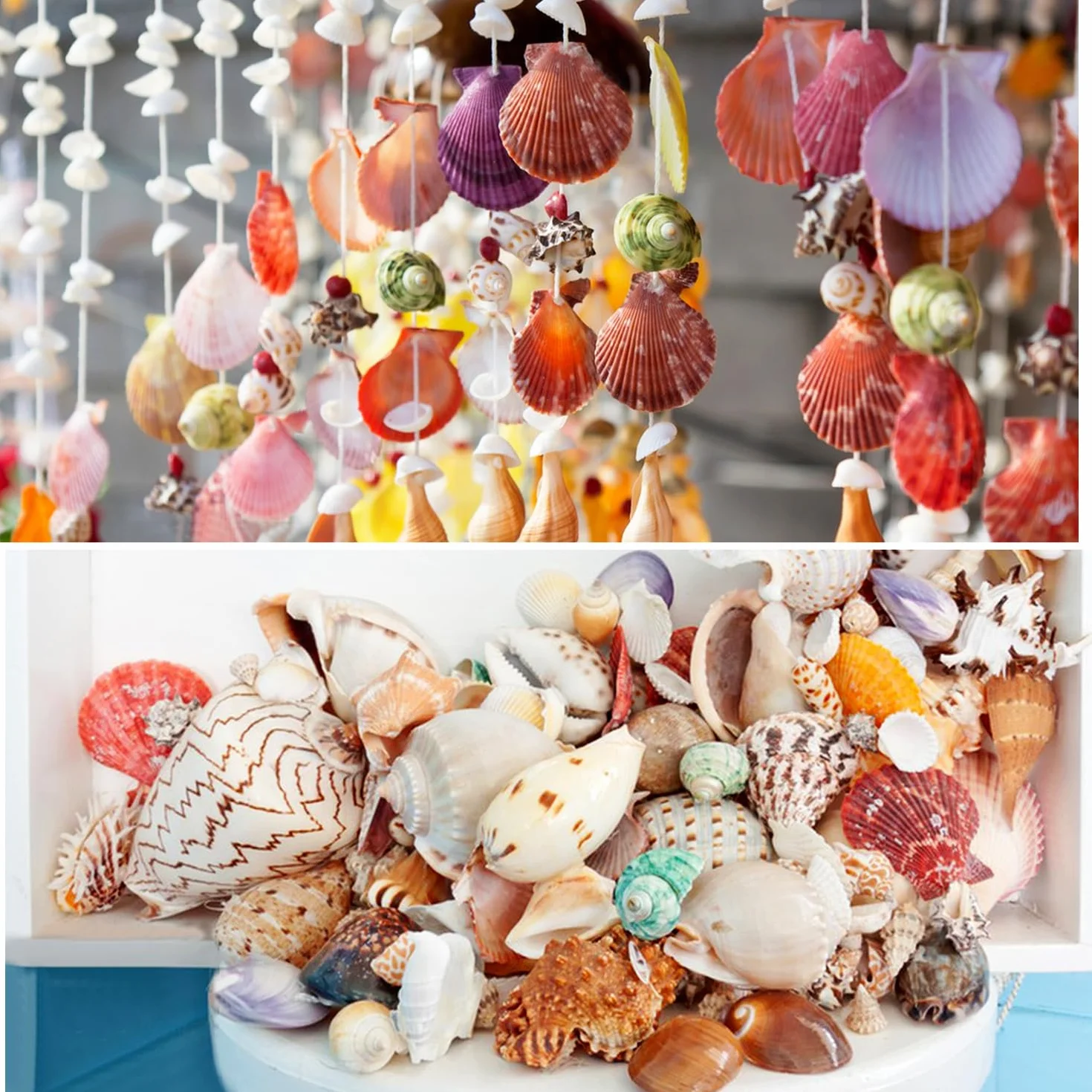 Coquillages Mixtes Marins 3-9cm pour Décoration Mariage