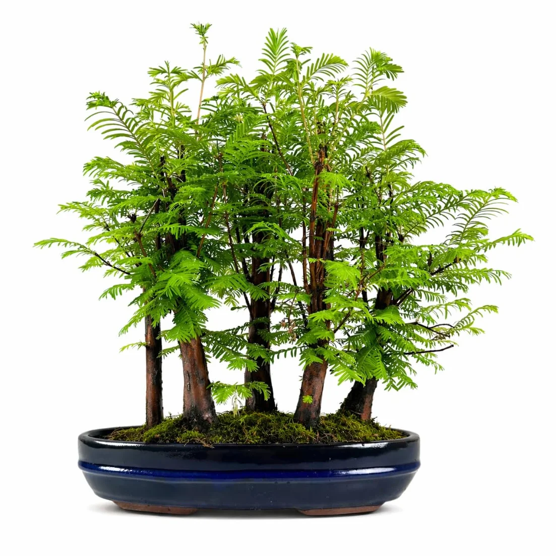 Forêt Métaséquoia Bonsaï 29 cm Arbre préhistorique vivant d'intérieur/extérieur Plante décorative