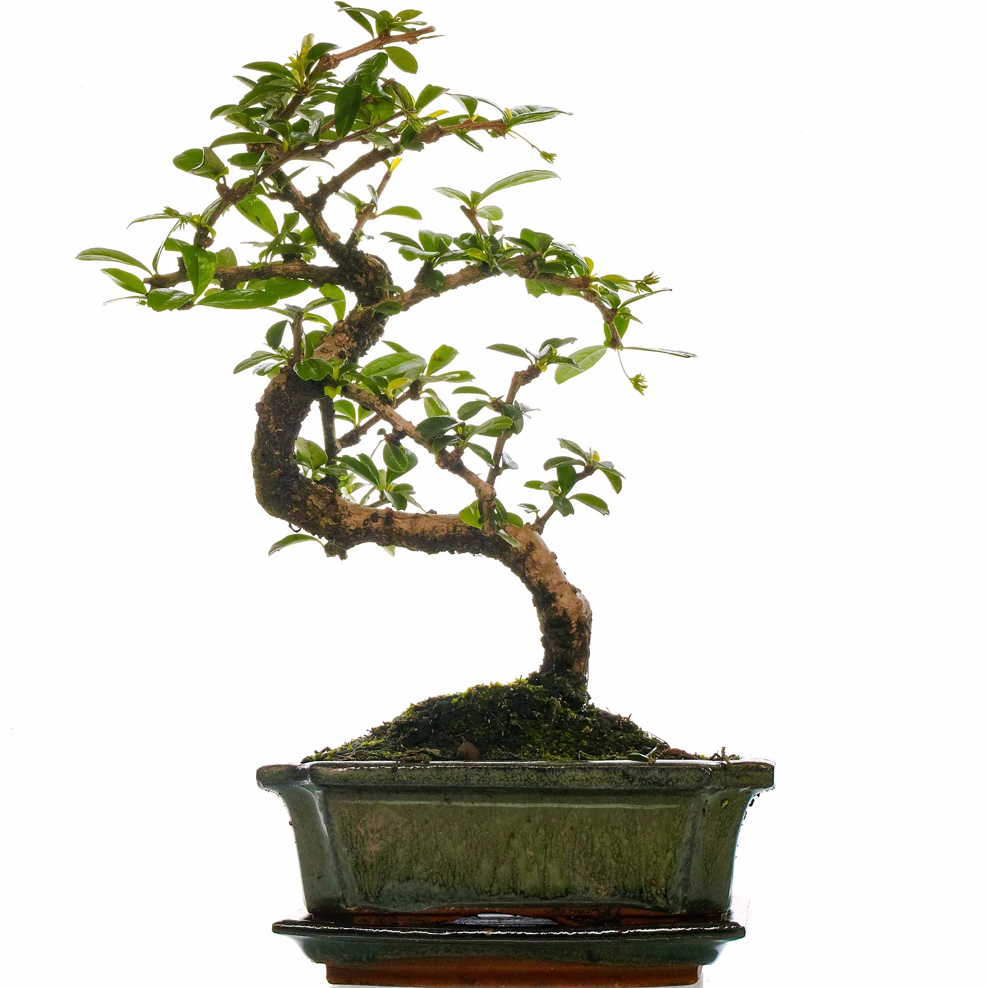 Bonsaï d'intérieur Carmona Arbre à Thé de Fukien Pot 15 cm 30-40 cm
