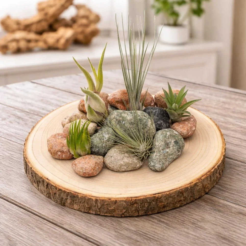 Set de 5 Tillandsia Mini Mix – Plantes Aériennes Air Plants sans Terre, Décoration