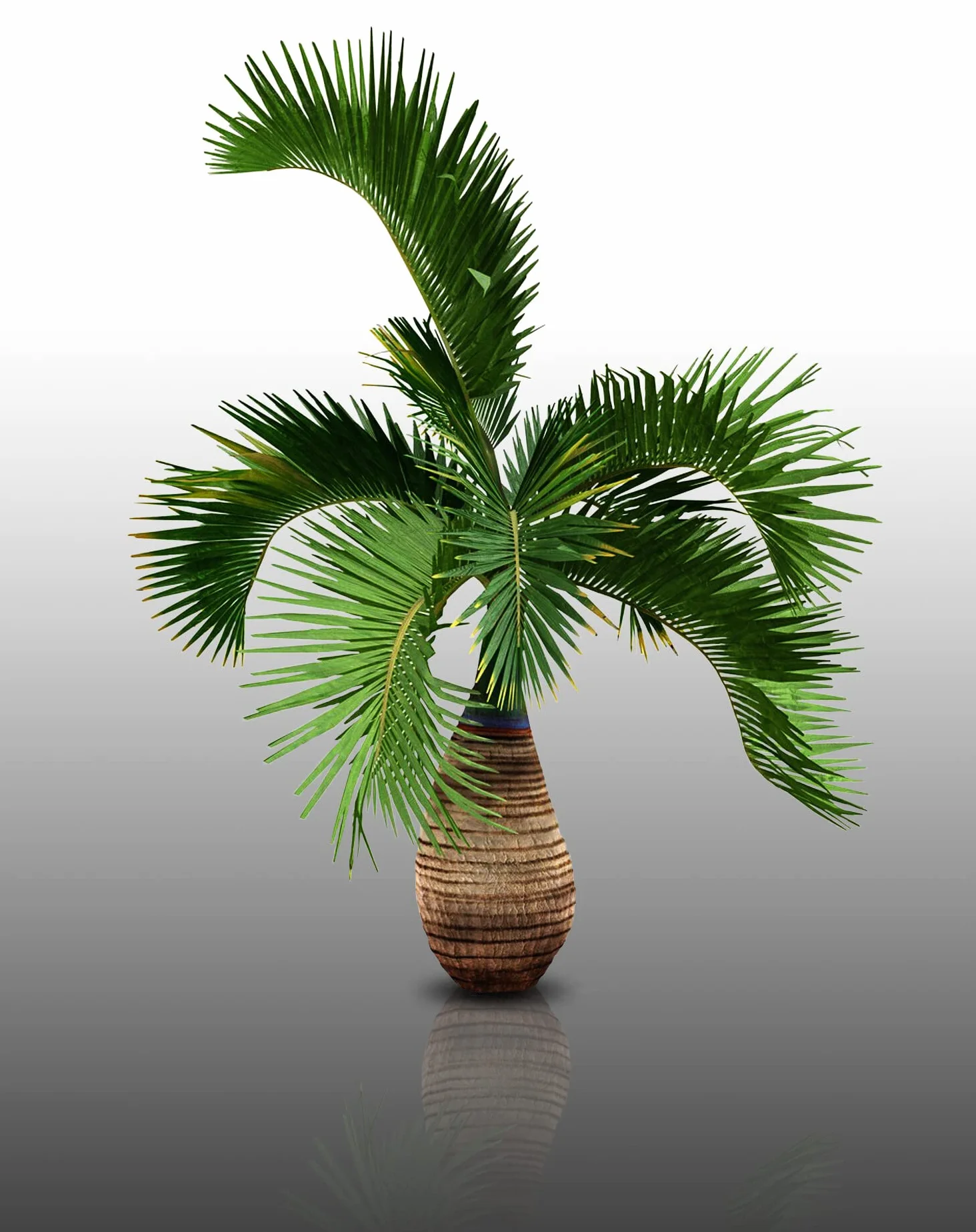 PALMIER BOUTEILLE Hyophorbe Lagenicaulis 10 graines à semer - Le Grenier d'Abondance