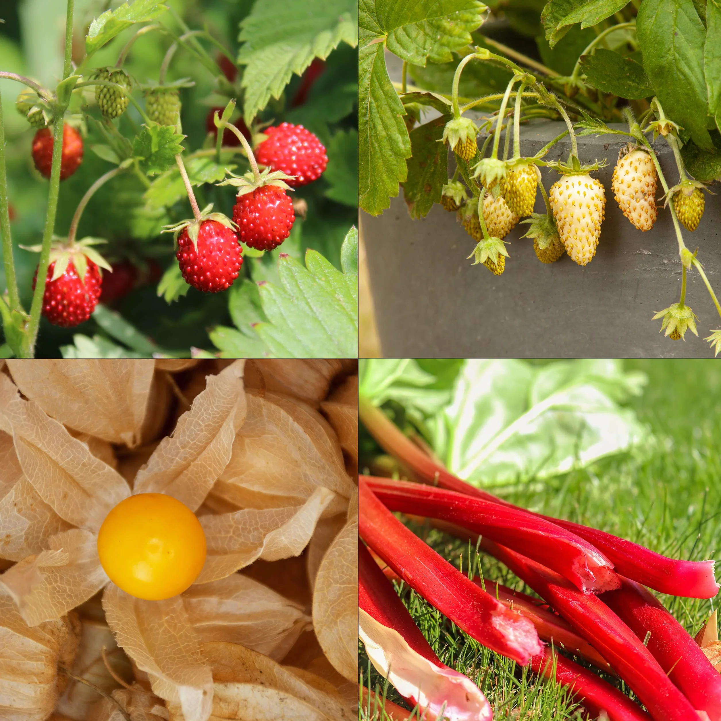 OwnGrown Ensemble de semences de fruits 8 variétés plantes fruitières jardin balcon