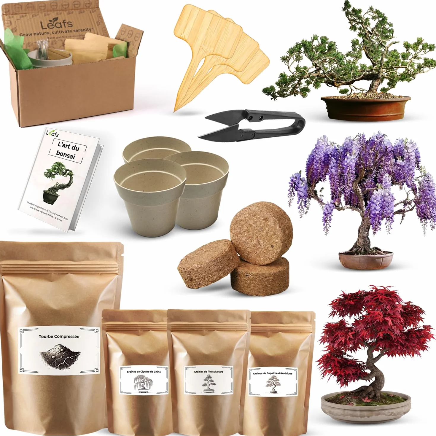 Kit De Plantation Pour Bonsais - Cadeau Anniversaire, Kit Jardinage Enfant - Cultivez Votre Propre Plante Bonsai