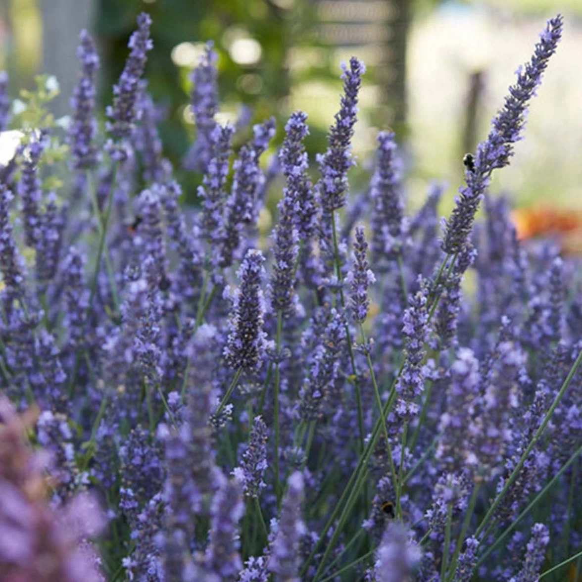 Bloomique Lavandula Angustifolia Plante de lavande Résistante au gel Hauteur 15-20 cm Motte 7 cm
