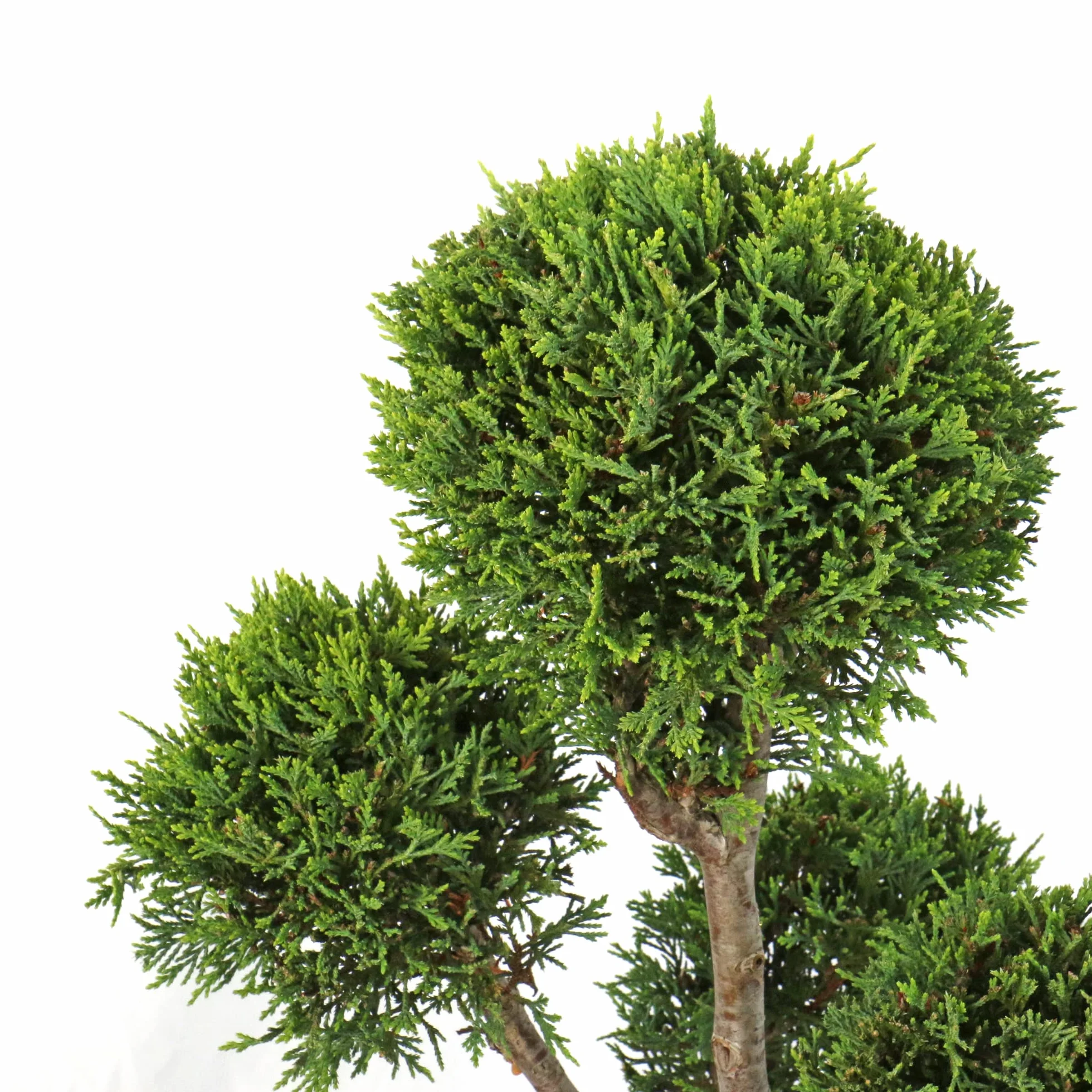 Cupressocyparis Leylandii 'Castlewellan Gold' Pompon Cyprès H 140-160 cm Pot Ø 30 cm
