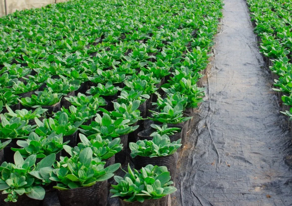 Non-tissé d'irrigation 28m² 500gr/m² 2m de large tapis filtre de stockage