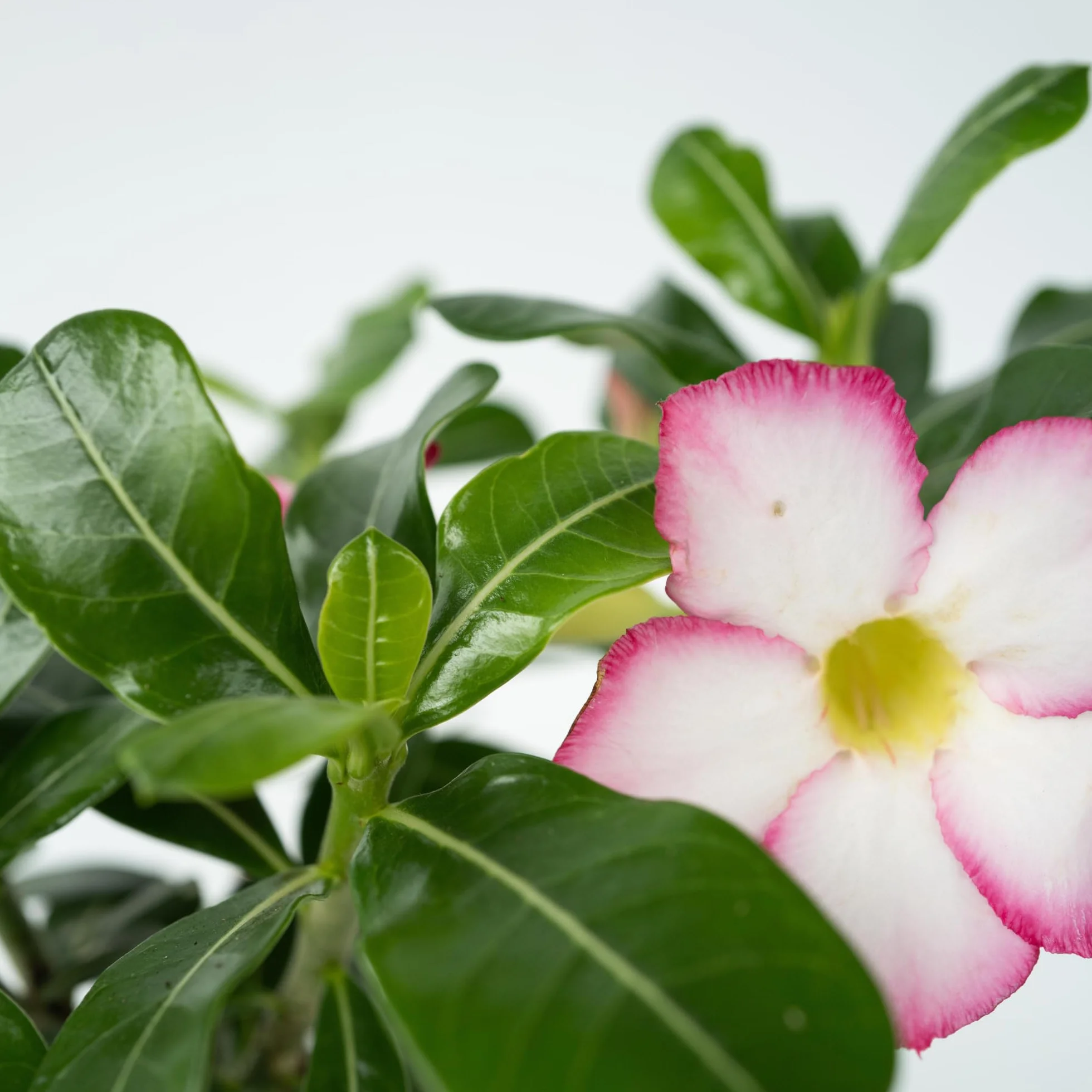 Adenium Obesum 'Étoile Rose' Rose du Désert Plante Exotique Pot 13cm 30-40cm