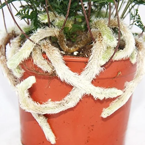 Fougère Humata tyermannii Davallia plante d'intérieur pot 12cm
