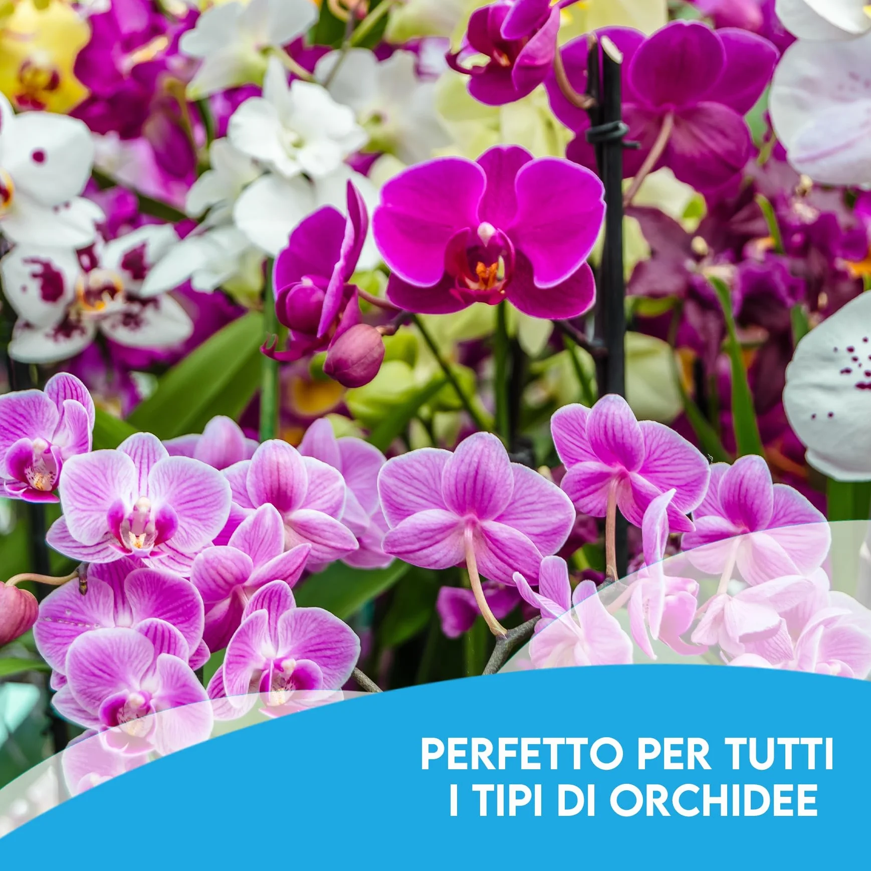 Lot de 3 pots transparents pour orchidées en plastique avec trous d'aération Ø 12 cm
