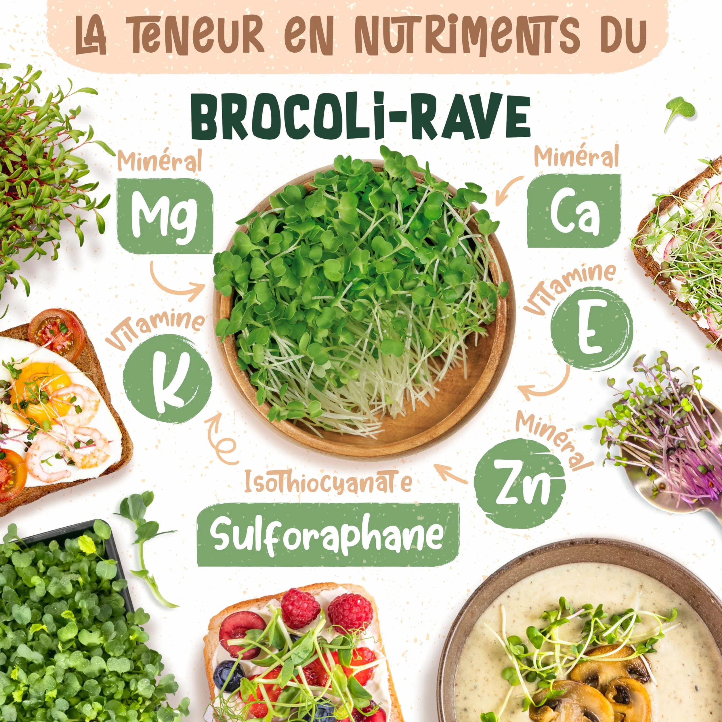 Graines de brocoli bio ZenGreens - Microgreens - 10g, 200g, 500g - Taux de germination 97%