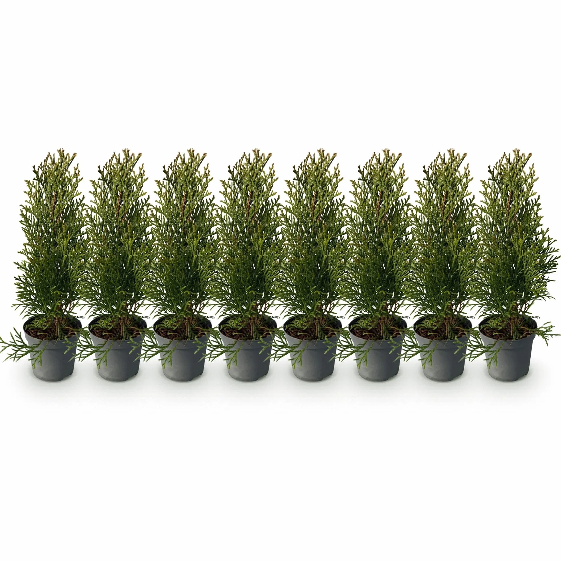 Thuja occidentalis Smaragd Plantes de haie vert toujours vert pot 9cm hauteur 25cm