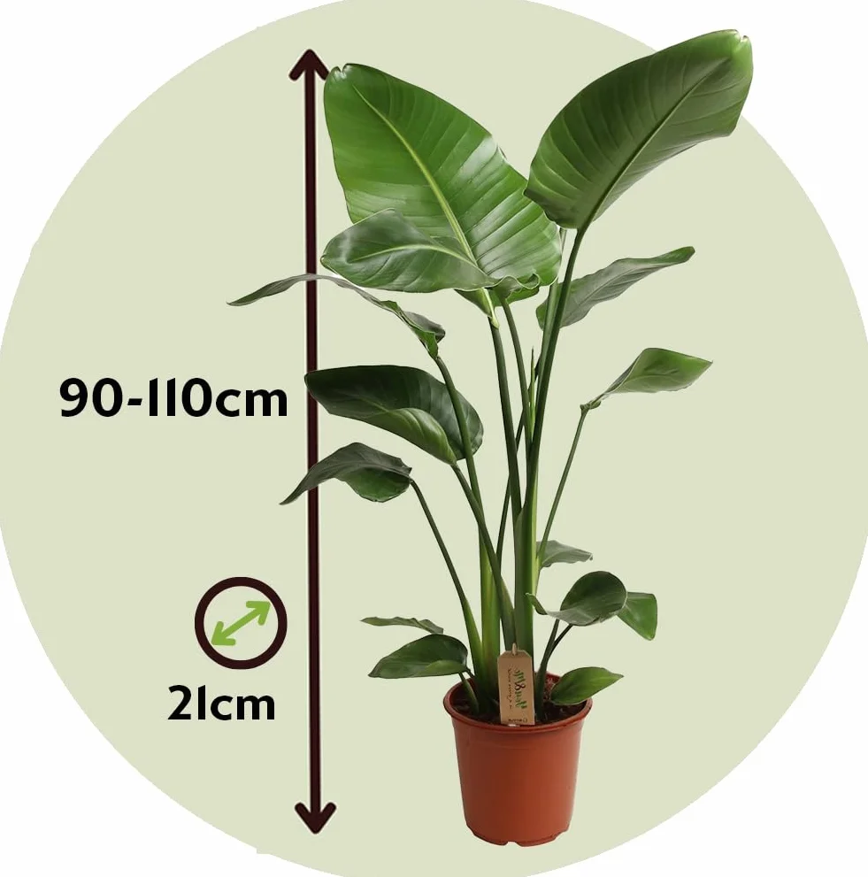 Strelitzia Nicolai XL Plante Verte Intérieur Vivante Pot 21cm Hauteur 90-110cm