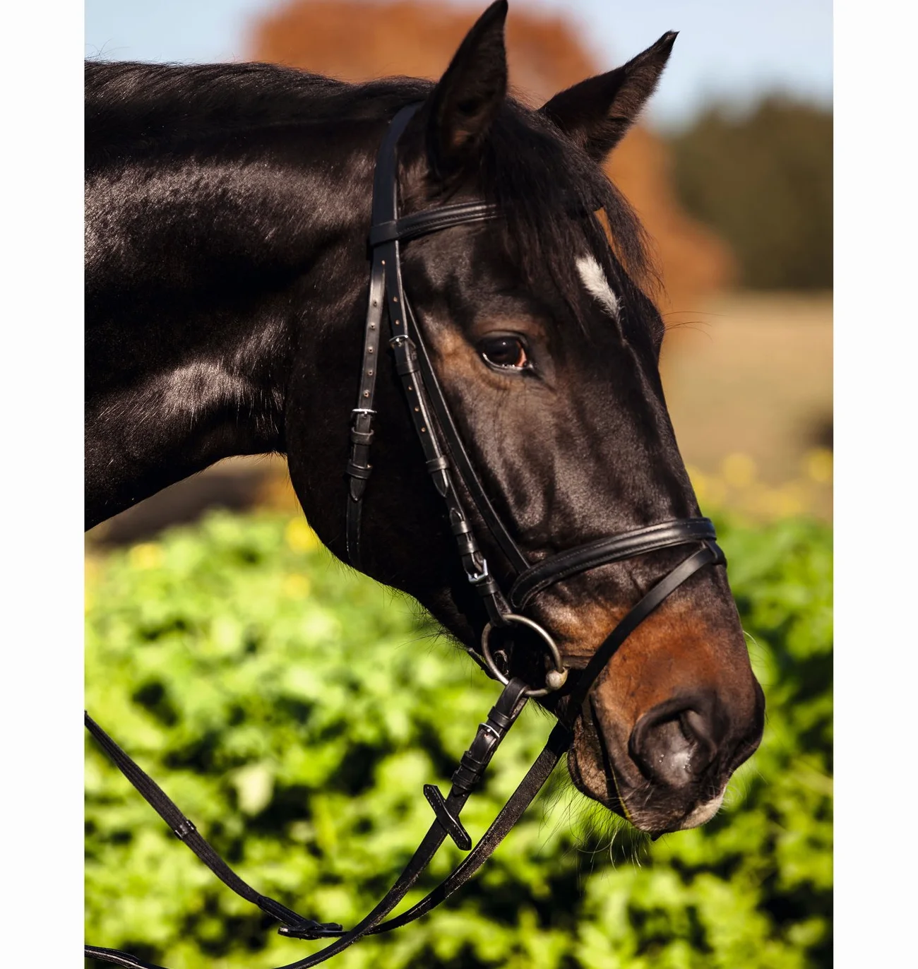 Covalliero bride Standard, bride d'équitation, noire, cuir, métal, poney Full, cheval, réglable, avec rênes en sangle